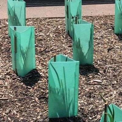 محافظ 3 میلی متری سبز پلاستیکی Corflute Tree Guards محافظ UV ضد آب