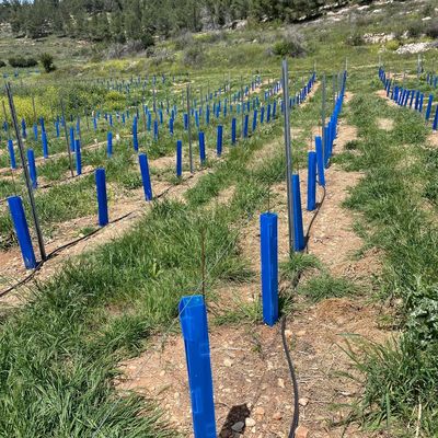 محافظ درخت کروفلوت مناسب برای باغبانان، محوطه سازان و نهالستان هایی که به دنبال لوله های محافظ نشاء بادوام هستند.