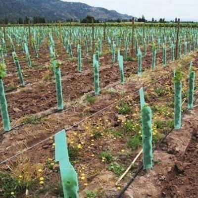 PP Tree Guard سبک وزن، با دوام، ضد آب و نصب آسان است. آن از درختان جوان در برابر باد، حیوانات و آسیب ها محافظت می کند، با اندازه، رنگ، ضخامت و طرح های سفارشی.